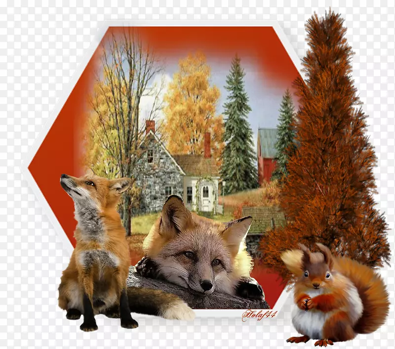 红狐，自然动物指南，毛皮-狐狸
