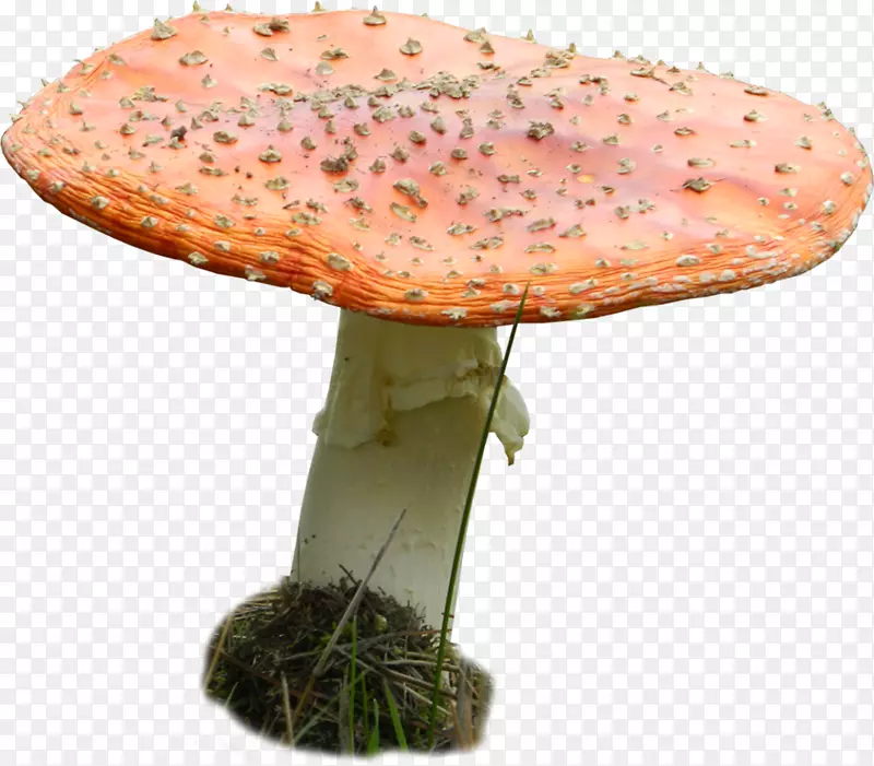 食用菌木耳药用真菌-蘑菇