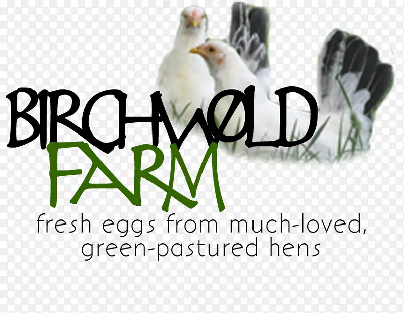商标鸡作为食品字体-农场新鲜