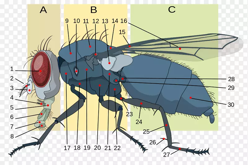 昆虫形态学家蝇解剖