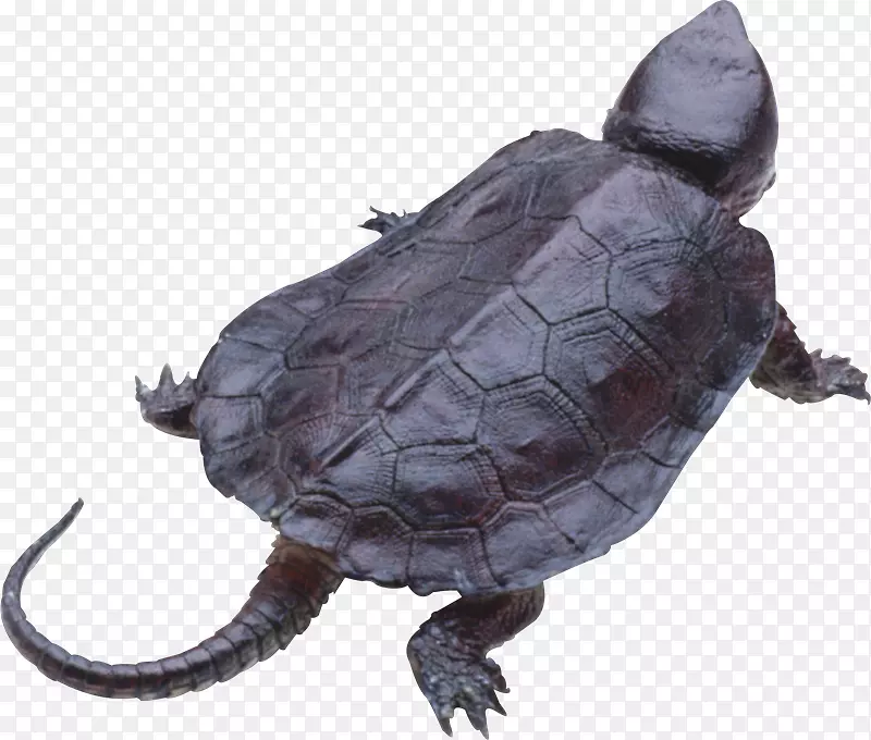 海龟壳-犹他州茶壶