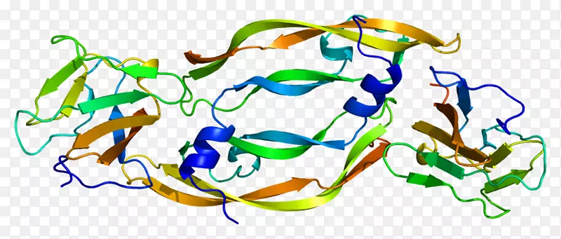 VEGF受体血管内皮生长因子VEGFR 1激酶插入结构域受体可溶性FMS样酪氨酸激酶-1-VEGF受体