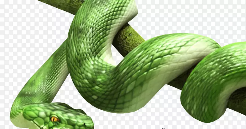 蛇夹艺术-蛇