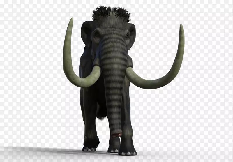 印度象非洲象猛犸象湖象牙长毛象猛犸象