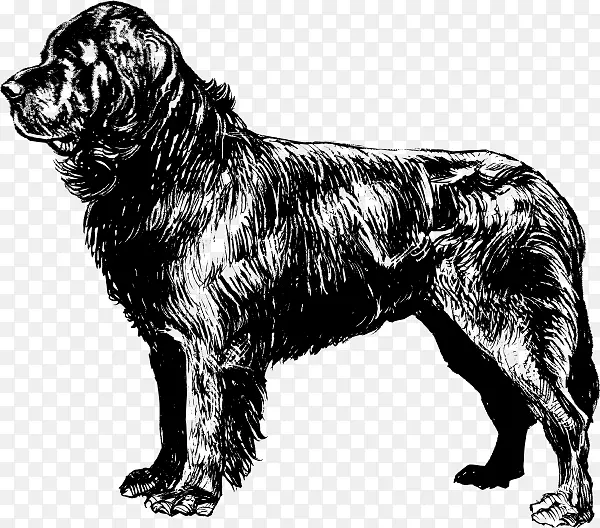 纽芬兰犬小狗比格着色书剪贴画-纽芬兰狗