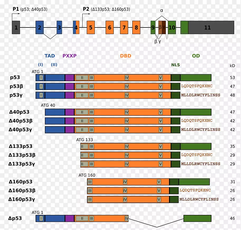 p5 3异型外显子替代剪接基因亚型