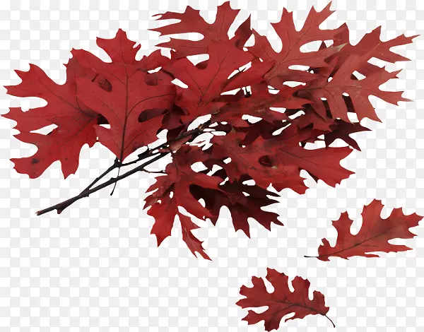 秋叶色北红橡树叶