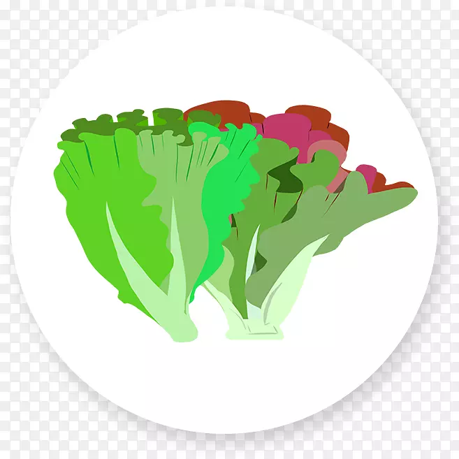 素食菜生菜叶蔬菜色拉