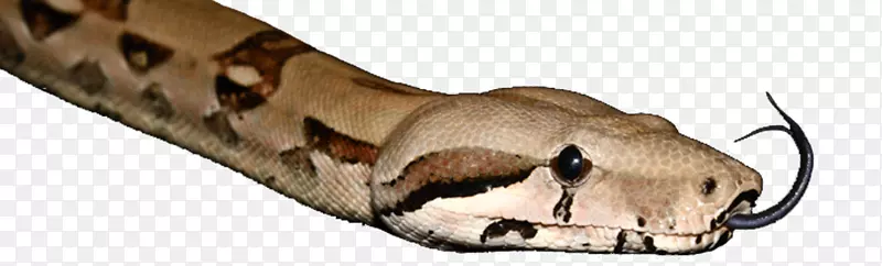 鞋类动物-蟒蛇