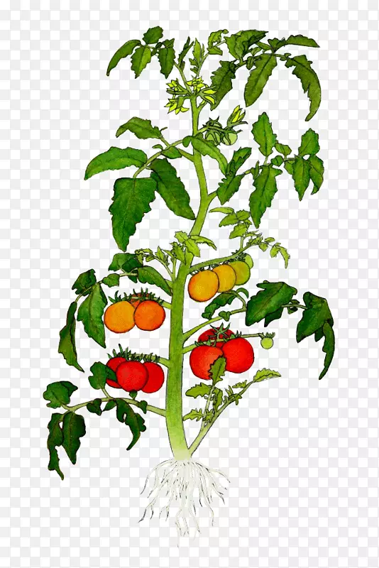 植物插图绘制番茄剪贴画-番茄