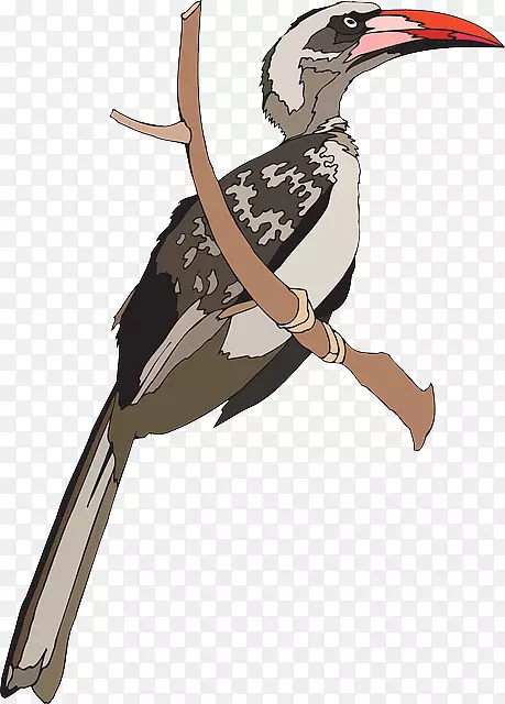 印度灰角鸟大角鸟剪贴画