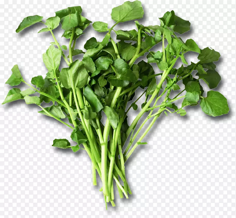 营养叶蔬菜豆瓣菜食用食物-健康