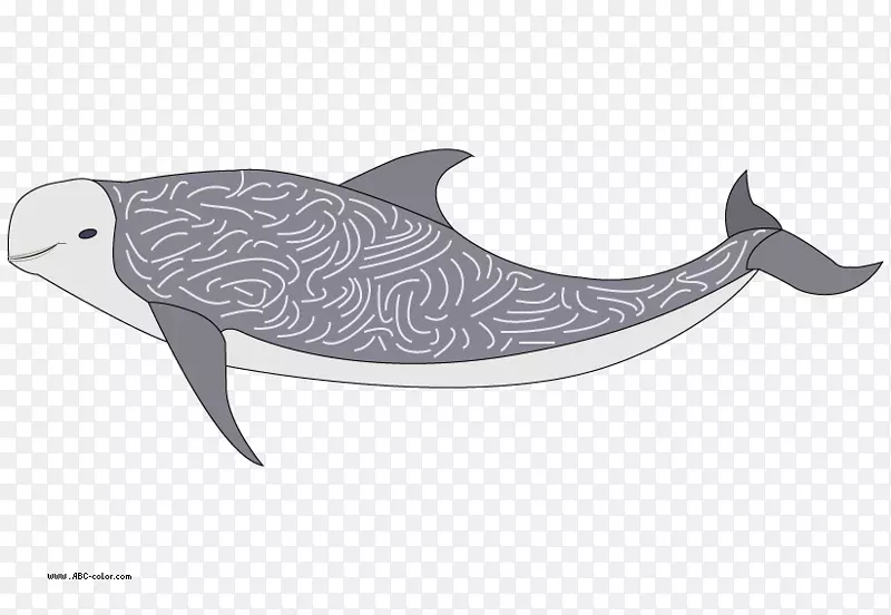 图库溪海豚里索的海豚-海豚