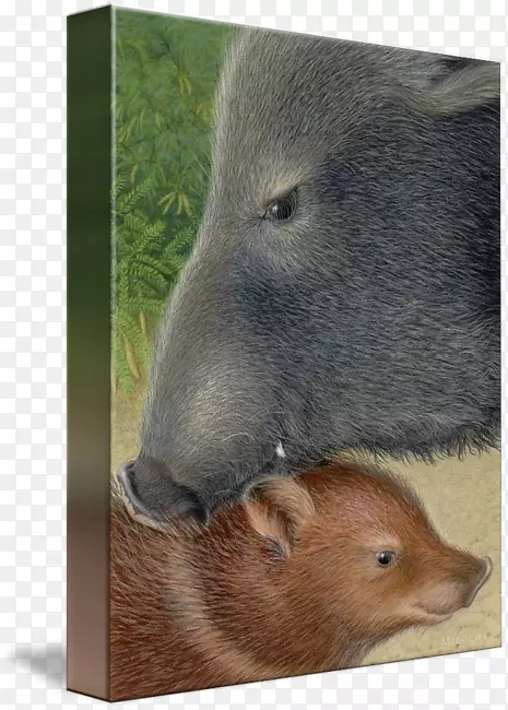 海狸，熊，鼻子，野猪