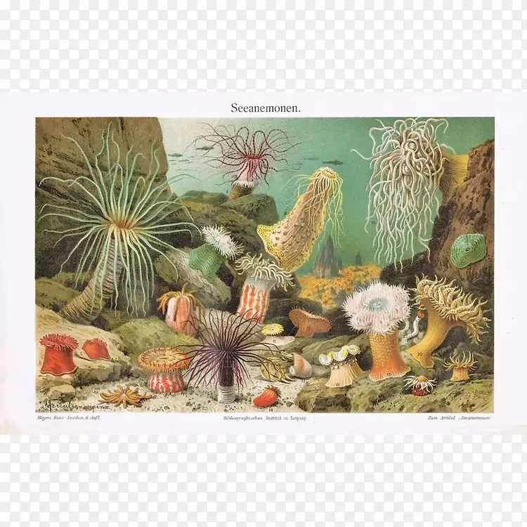 海葵水母无脊椎动物黄花-海葵海报