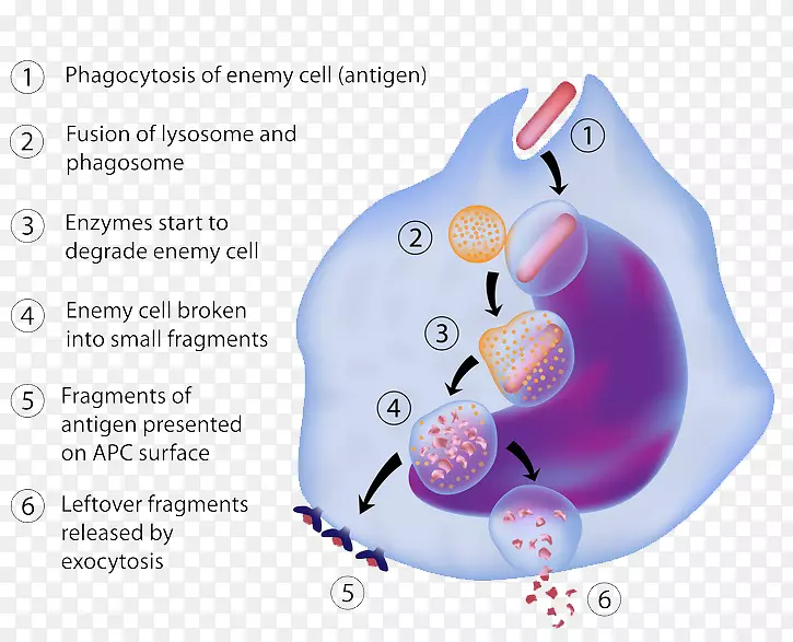 抗原提呈细胞抗原提呈巨噬细胞免疫系统细胞生物学