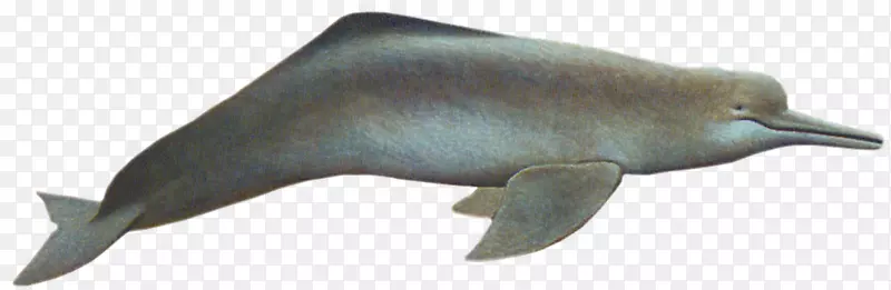 图库溪海豚嘴野生动物海豚