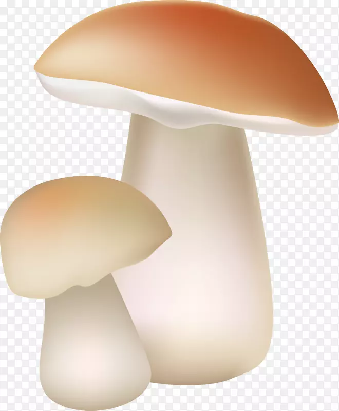 食用菌-蘑菇
