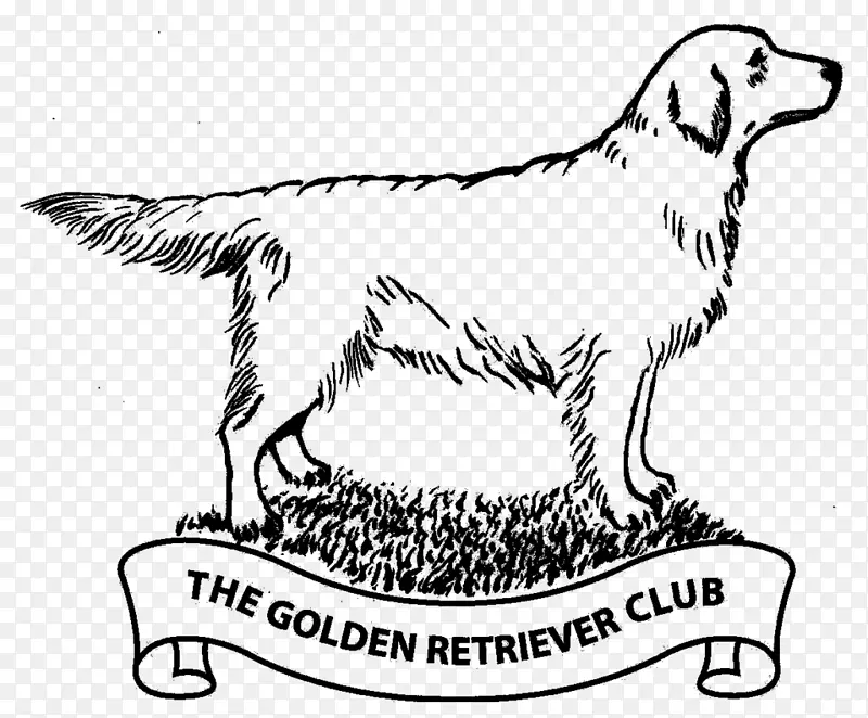 犬种金毛猎犬运动团体拉布拉多猎犬金毛猎犬