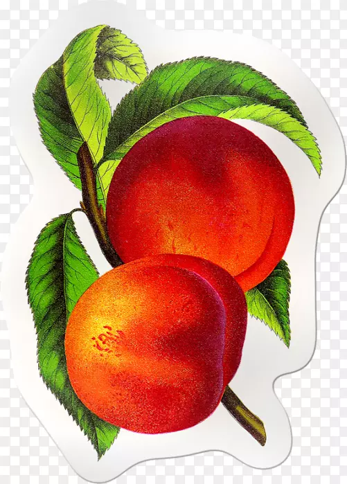 桃树食物水果剪贴画-桃子