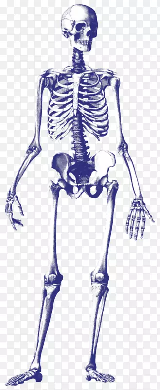 人体骨骼绘制头骨
