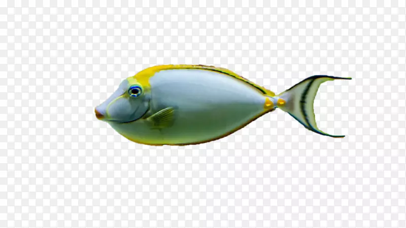 金鱼海洋生物画动物鱼