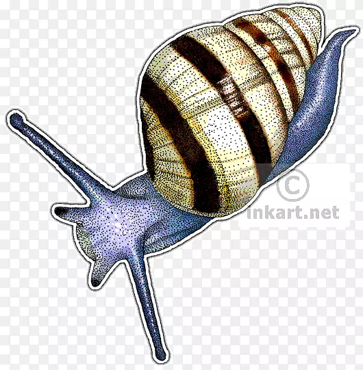 陆生蜗牛拔树蜗牛