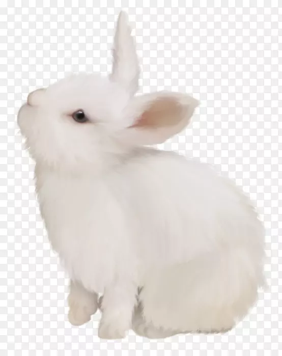 家养兔白兔