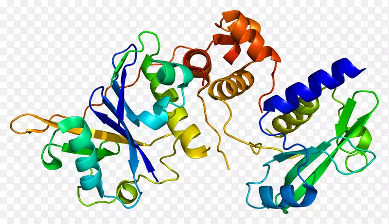 Socs 2抑制细胞因子信号蛋白泛素连接酶抑制细胞因子信号1