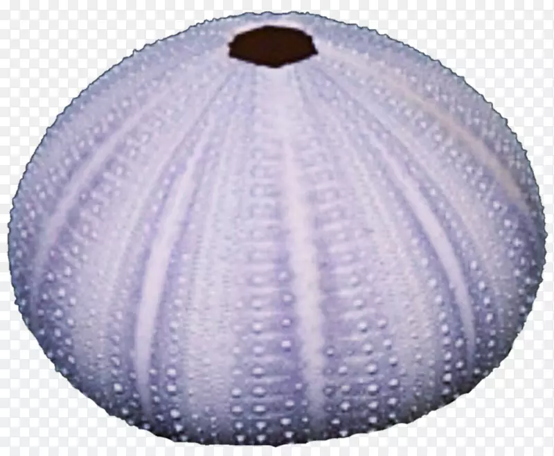 球形海胆