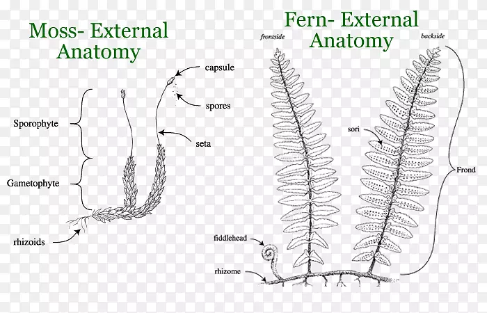 植物解剖爬行动物海龟苔藓蕨类植物和马尾草