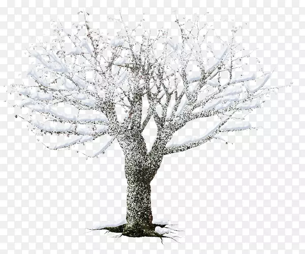 白冬树