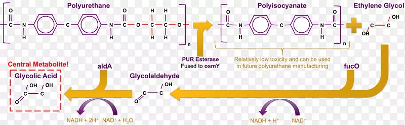 塑料污染细菌微生物降解微生物乙二醇