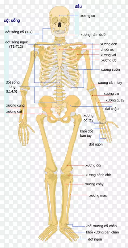 人体骨骼-骨骼系统-骨骼