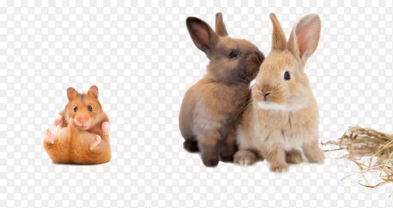 壁饰兔欧洲野兔兽医啮齿动物-兔子