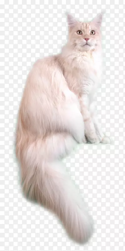 亚洲半长毛西伯利亚猫波斯猫巴厘岛猫缅因州