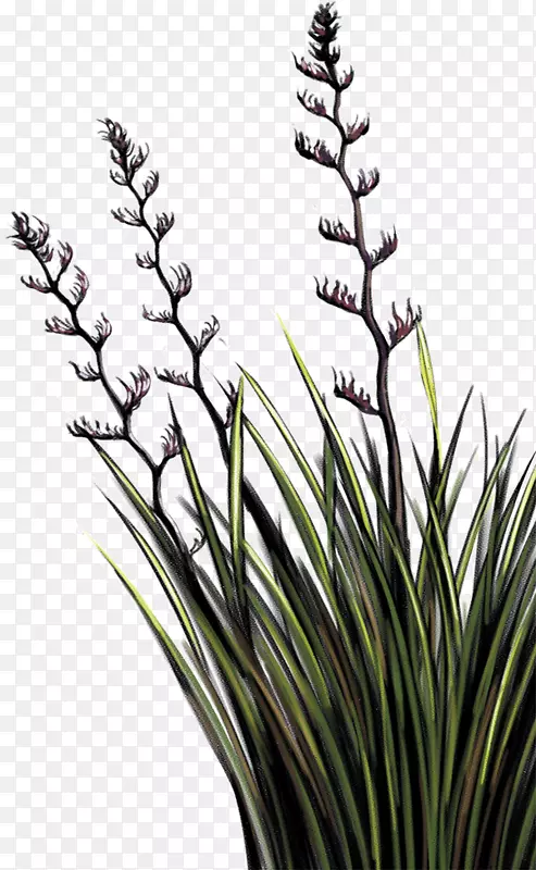 波顿和伯顿亚麻植物茎概念NZ-亚麻