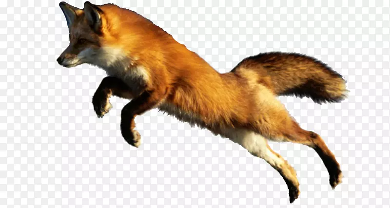 红狐猫浣熊动物-狐狸
