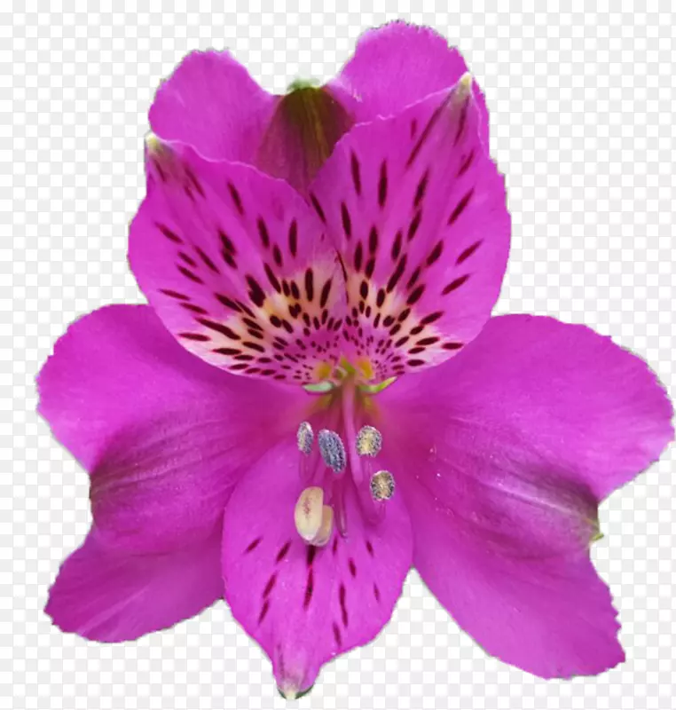 印加人百合花有红色紫罗兰色