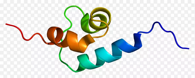 螯合体1 k1敲除小鼠蛋白质基因