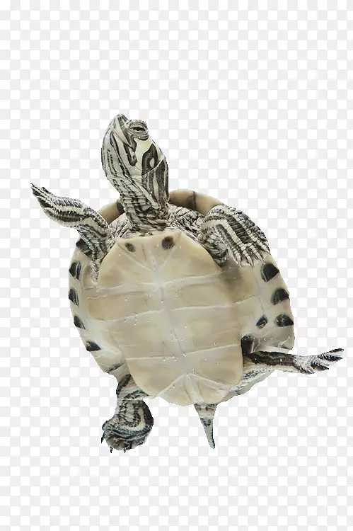 海龟爬行动物-海龟
