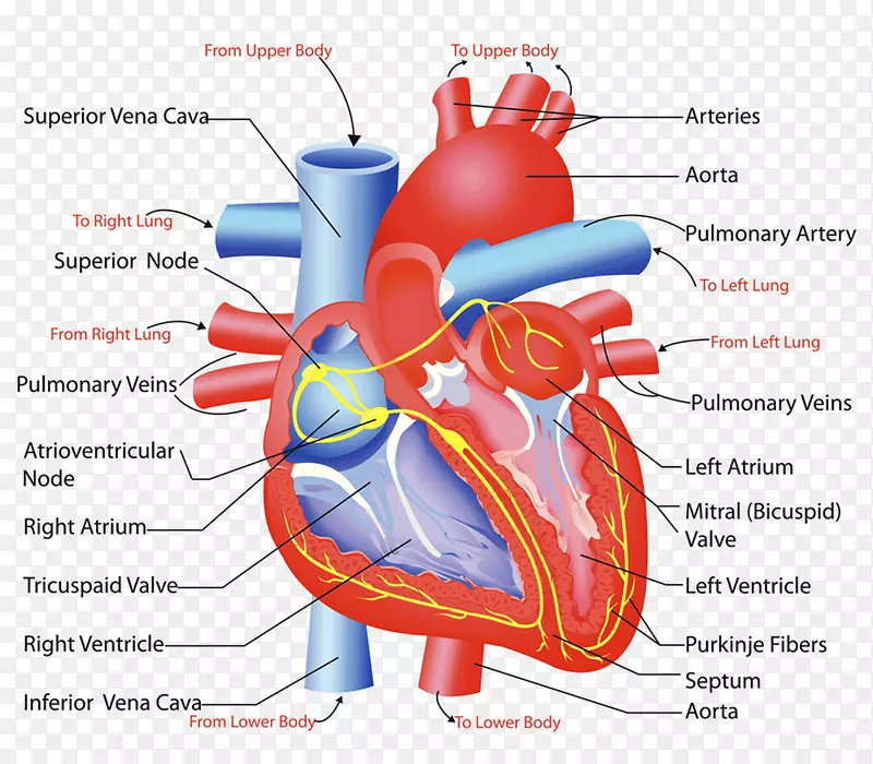 心脏瓣膜循环系统解剖人体心脏