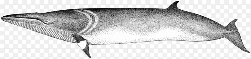 海豚线艺术甲壳动物白海豚