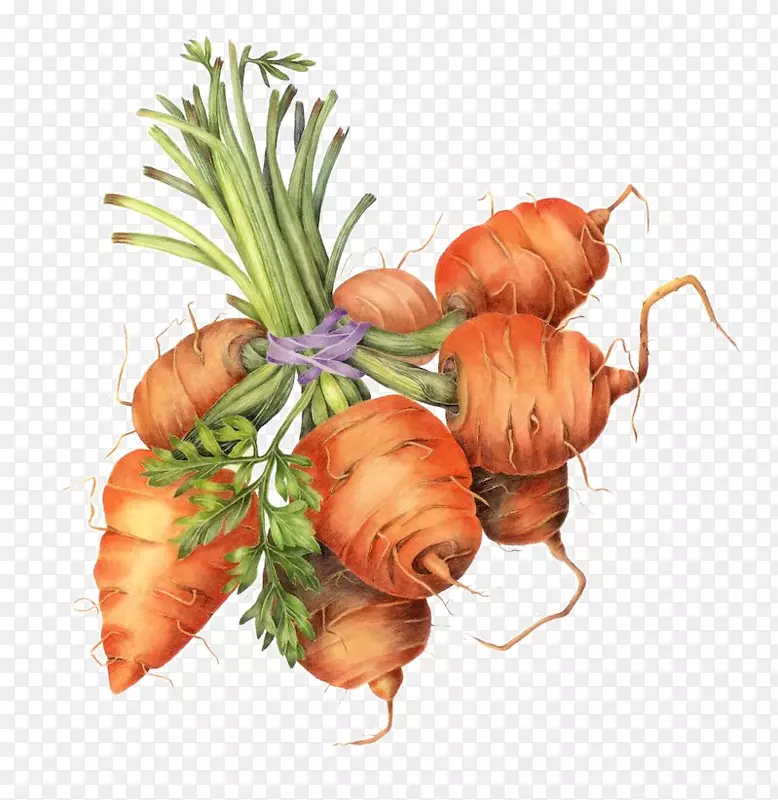 胡萝卜植物学插图绘制植物学-胡萝卜