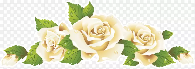 花园玫瑰切花，玫瑰×阿尔巴剪贴画