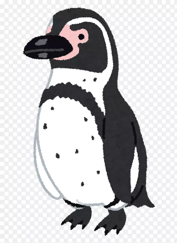 麦哲伦企鹅-非洲企鹅-洪堡企鹅-南岩企鹅-企鹅