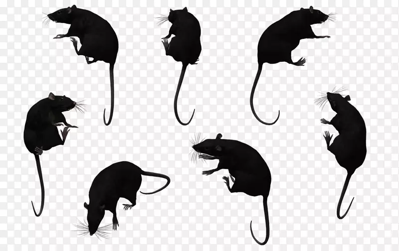 小鼠猫黑鼠类动物-小鼠