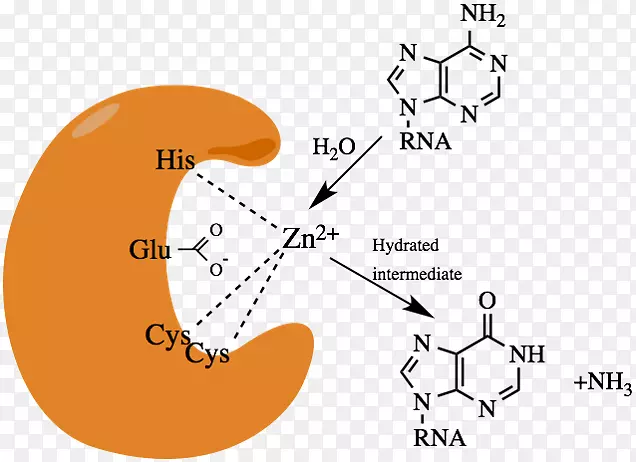 腺苷脱氨酶活性位点