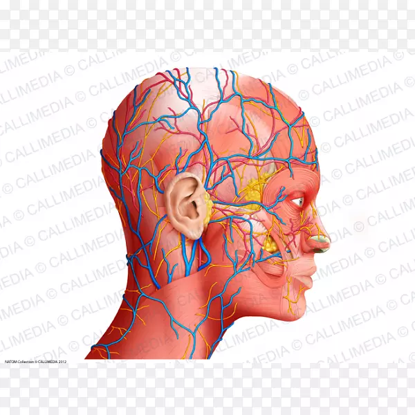 人体解剖头颈解剖生理学-科学