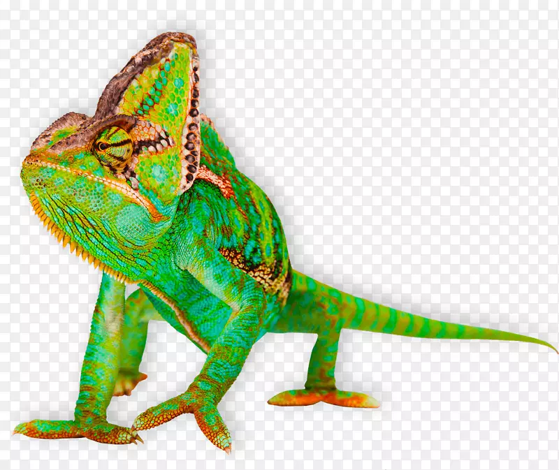 变色龙戴着变色龙蜥蜴不含皇室的蜥蜴